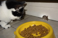 Cat watches as mouse eats its food, Brighton, East Sussex, Britain - 21 May 2013