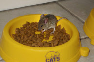 Cat watches as mouse eats its food, Brighton, East Sussex, Britain - 21 May 2013