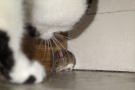 Cat watches as mouse eats its food, Brighton, East Sussex, Britain - 21 May 2013