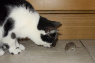 Cat watches as mouse eats its food, Brighton, East Sussex, Britain - 21 May 2013