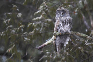 Great grey owl struggles in windy conditions, Algonquin Provincial Park in Ontario, Canada - Apr 2013