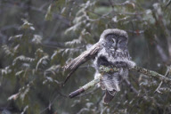 Great grey owl struggles in windy conditions, Algonquin Provincial Park in Ontario, Canada - Apr 2013