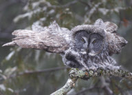 Great grey owl struggles in windy conditions, Algonquin Provincial Park in Ontario, Canada - Apr 2013