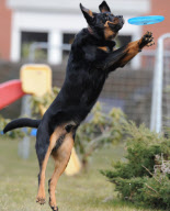 Filmhund Bruno