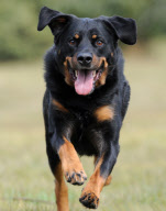 Filmhund Bruno