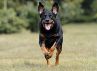 Filmhund Bruno