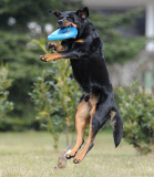 Filmhund Bruno