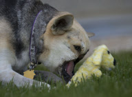 CA: Kabang, the hero dog