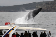 Humpback Whales off the coast of Sydney, Australia - 06 Jun 2013