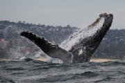 Humpback Whales off the coast of Sydney, Australia - 06 Jun 2013