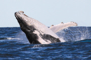 Humpback Whales off the coast of Sydney, Australia - 06 Jun 2013
