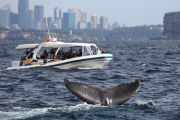 Humpback Whales off the coast of Sydney, Australia - 06 Jun 2013