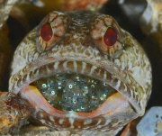 University of Miami annual Underwater Photography contest, America - Jun 2013