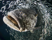 University of Miami annual Underwater Photography contest, America - Jun 2013