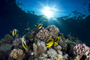 University of Miami annual Underwater Photography contest, America - Jun 2013