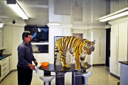 Michael Jamison at home with his pet tiger Enzo, Brakpan, South Africa - 03 May 2012