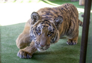 Michael Jamison at home with his new pet tiger Ozzy, Brakpan, South Africa - 31 May 2013