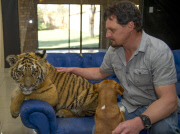Michael Jamison at home with his new pet tiger Ozzy, Brakpan, South Africa - 31 May 2013