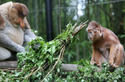 Tierische Gesellschaft für Europas letzten Nasenaffen im niederländischen Affenpark Apenheul