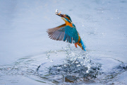 Kingfisher fishing, Droitwich Spa, Worcestershire, Britain - 24 May 2013