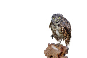 Burrowing owls in the rain, Cape Coral, Florida, America - Apr 2013