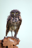 Burrowing owls in the rain, Cape Coral, Florida, America - Apr 2013
