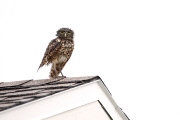 Burrowing owls in the rain, Cape Coral, Florida, America - Apr 2013
