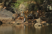 Tigers let injured vulture get away, Bandhavgarh National Park, Madhya Pradesh, India - 2012