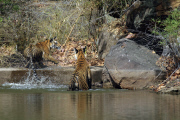 Tigers let injured vulture get away, Bandhavgarh National Park, Madhya Pradesh, India - 2012
