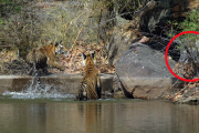 Tigers let injured vulture get away, Bandhavgarh National Park, Madhya Pradesh, India - 2012