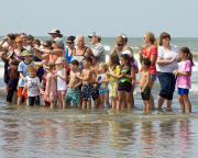 Sea Turtle  release