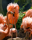  pink flamingos hatch at the  Riverbanks Zoo, Columbia, South Carolina 19/06/2013 