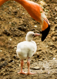  pink flamingos hatch at the  Riverbanks Zoo, Columbia, South Carolina 19/06/2013 