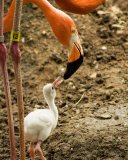  pink flamingos hatch at the  Riverbanks Zoo, Columbia, South Carolina 19/06/2013 