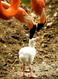  pink flamingos hatch at the  Riverbanks Zoo, Columbia, South Carolina 19/06/2013 