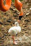  pink flamingos hatch at the  Riverbanks Zoo, Columbia, South Carolina 19/06/2013 