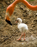  pink flamingos hatch at the  Riverbanks Zoo, Columbia, South Carolina 19/06/2013 