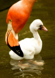  pink flamingos hatch at the  Riverbanks Zoo, Columbia, South Carolina 19/06/2013 