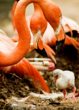  pink flamingos hatch at the  Riverbanks Zoo, Columbia, South Carolina 19/06/2013 