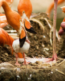  pink flamingos hatch at the  Riverbanks Zoo, Columbia, South Carolina 19/06/2013 