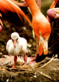  pink flamingos hatch at the  Riverbanks Zoo, Columbia, South Carolina 19/06/2013 