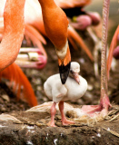  pink flamingos hatch at the  Riverbanks Zoo, Columbia, South Carolina 19/06/2013 
