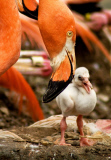  pink flamingos hatch at the  Riverbanks Zoo, Columbia, South Carolina 19/06/2013 