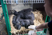 Eight members of captive gorilla family to be released into wild in Africa, Port Lympne Wild Animal, Kent, Britain - 23 Jun 2013