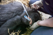 Eight members of captive gorilla family to be released into wild in Africa, Port Lympne Wild Animal, Kent, Britain - 23 Jun 2013