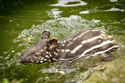 Tapir Calf takes first swim, ZSL London Zoo, London, Britain - 26 Jun 2013