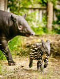 Tapir Calf takes first swim, ZSL London Zoo, London, Britain - 26 Jun 2013