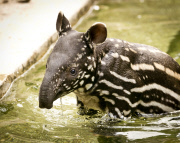Tapir Calf takes first swim, ZSL London Zoo, London, Britain - 26 Jun 2013