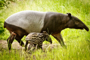 Tapir Calf takes first swim, ZSL London Zoo, London, Britain - 26 Jun 2013