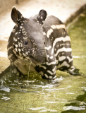Tapir Calf takes first swim, ZSL London Zoo, London, Britain - 26 Jun 2013